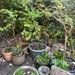 Viele Pflanzen große Menge - Bild 5
