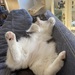 Katze sucht neues Zuhause - Bild 9