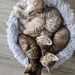 Bengal sibirische Waldkatzen Kitten  - Bild 2