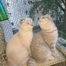 Schottischer Kater  - Bild 4