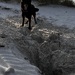 Gassiegeher/in gesucht als Minijob - Bild 5