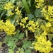 Elfenblumen - Bild 2