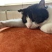 Katze sucht neues Zuhause - Bild 6