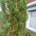 Thuja ca 1,20 Höhe 5 Euro  - Bild 1