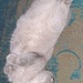 Schottischer Kater  - Bild 5