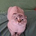 Schottischer Kater  - Bild 2