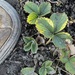 Erdbeerpflanzen - Bild 1