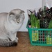 Schottischer Kater  - Bild 3