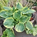 Große und kleine Hostas  - Bild 1