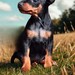 Ein Zwergpinscher Welpe - Bild 3