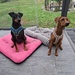DogSharing - Bild 4
