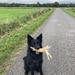 Gassiegeher/in gesucht als Minijob - Bild 3