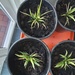 Diverse Pflanzen - Bild 3