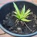 Diverse Pflanzen - Bild 4
