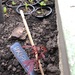 Roter japanischer Ahorn Bonsai Sämlinge  - Bild 1