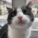 Katze sucht neues Zuhause - Bild 3