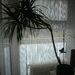 Drachenbaum, Dracena Marginata zu verschenken - Bild 2
