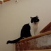 Katze vermisst  - Bild 1