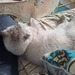 Schottischer Kater  - Bild 1