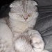 Schottischer Kater  - Bild 7
