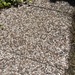Zu verschenken Waschbetonplatten  - Bild 3