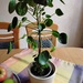 PILEA mit Uebertopf  - Bild 1
