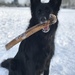 Gassiegeher/in gesucht als Minijob - Bild 4