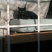 Kater und Katze suchen ein liebevolles zu Hause  - Bild 3