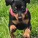 Ein Zwergpinscher Welpe - Bild 1