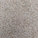 BIO KORIANDER Samen - Bild 1