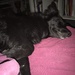 Gassiegeher/in gesucht als Minijob - Bild 2