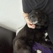 Kuschlige Hündin sucht dringend ein Zuhause - Bild 8