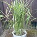 Zebraschilf - Bild 1