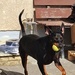 DogSharing - Bild 1