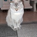 Schottischer Kater  - Bild 9
