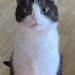 Katze sucht neues Zuhause - Bild 8