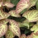 Elfenblumen - Bild 3