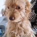 Wer schenkt der lieben Daisy ein Zuhause  - Bild 5