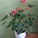 Flamingoblume  - Bild 1