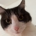 Katze sucht neues Zuhause - Bild 7