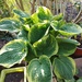 Große und kleine Hostas  - Bild 3