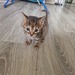 Bengal sibirische Waldkatzen Kitten  - Bild 3