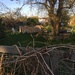 Mitgärtner auf Parzelle gesucht - Bild 5