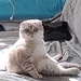 Schottischer Kater  - Bild 6