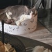Kater vermisst - Bild 3