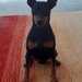 Ein Zwergpinscher Welpe - Bild 6