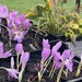 Herbstzeitlose im Topf - Bild 2