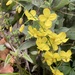 Elfenblumen - Bild 1