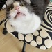 Katze sucht neues Zuhause - Bild 5