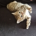 Bengal sibirische Waldkatzen Kitten  - Bild 4